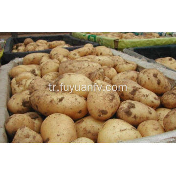 ihracat için taze patates